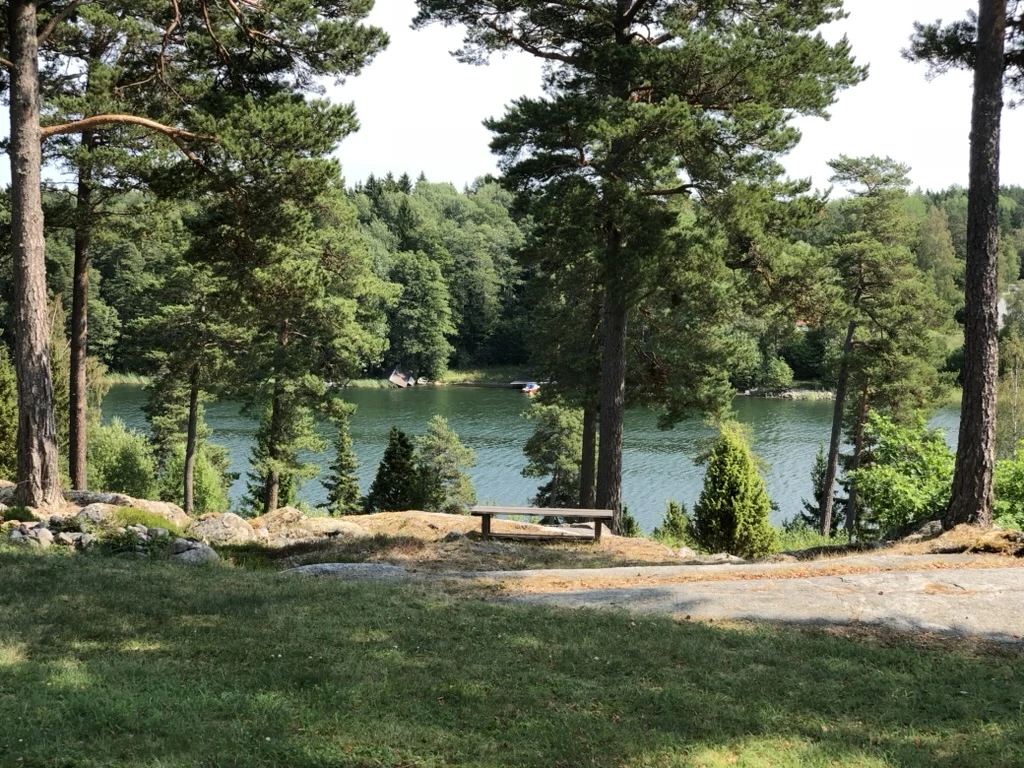 Pine trees and a quiet bench overlooking a wooded lake